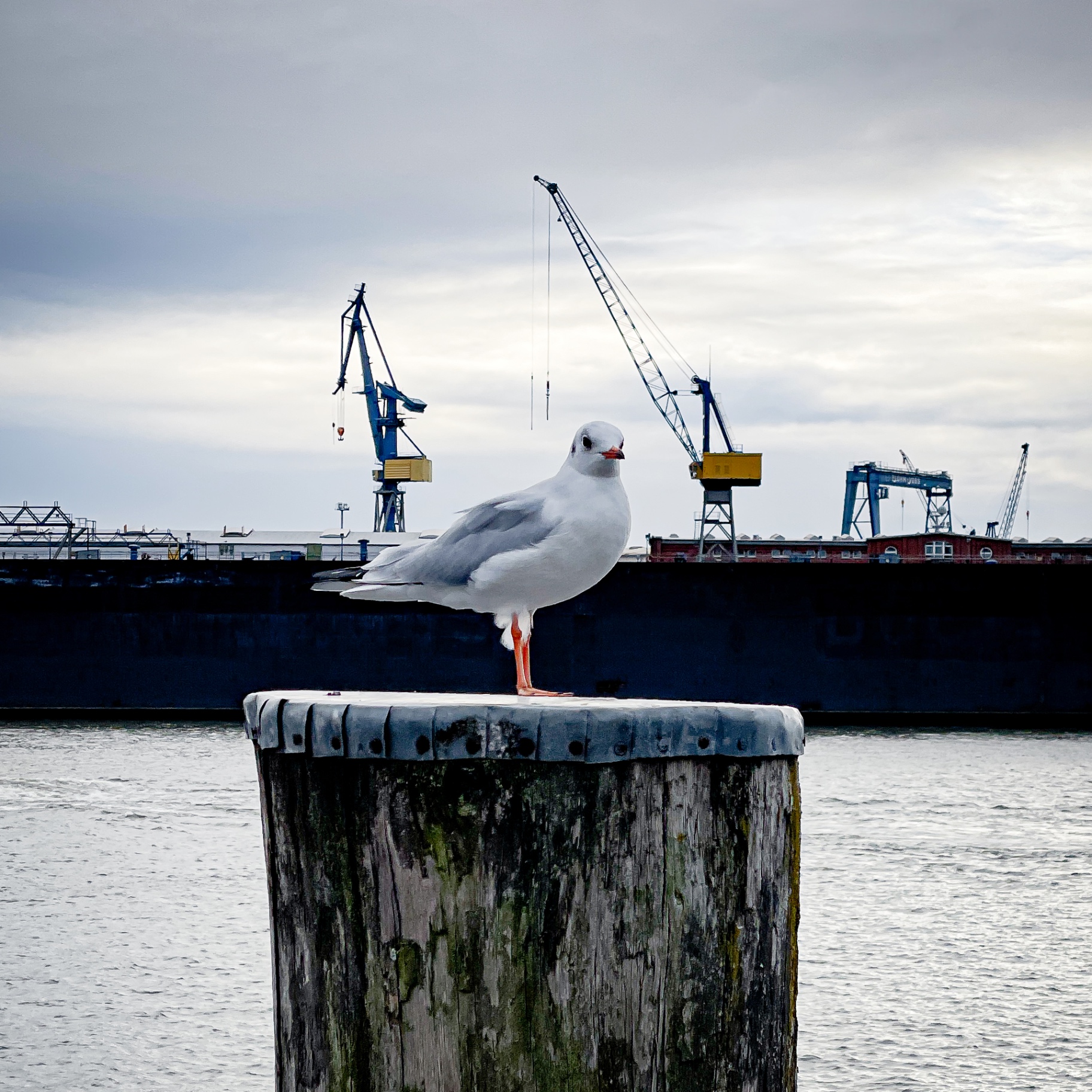 Hamburg auf Holz - Möwe am Hafen
