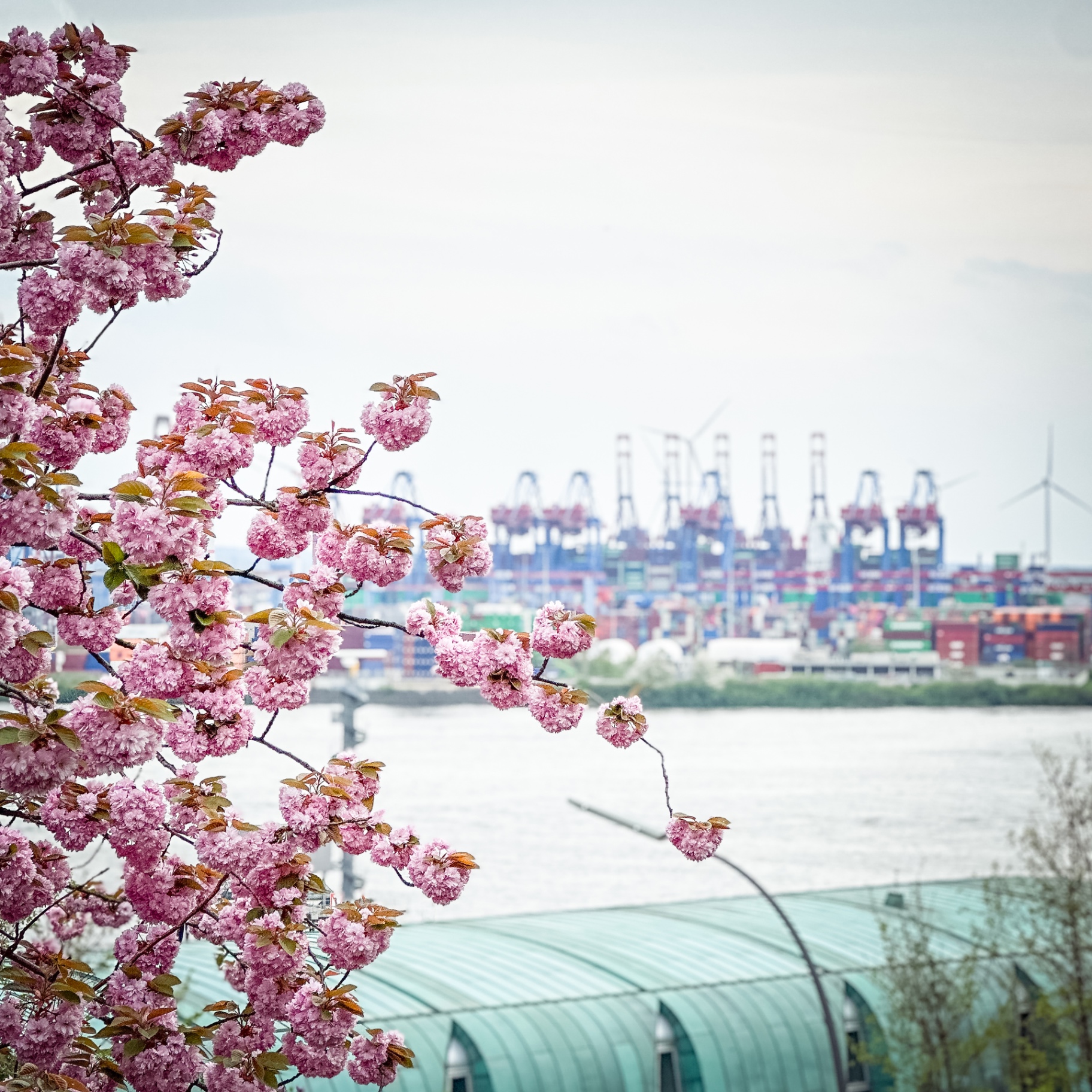 Hamburg auf Holz - Kirschblüte am Hafen
