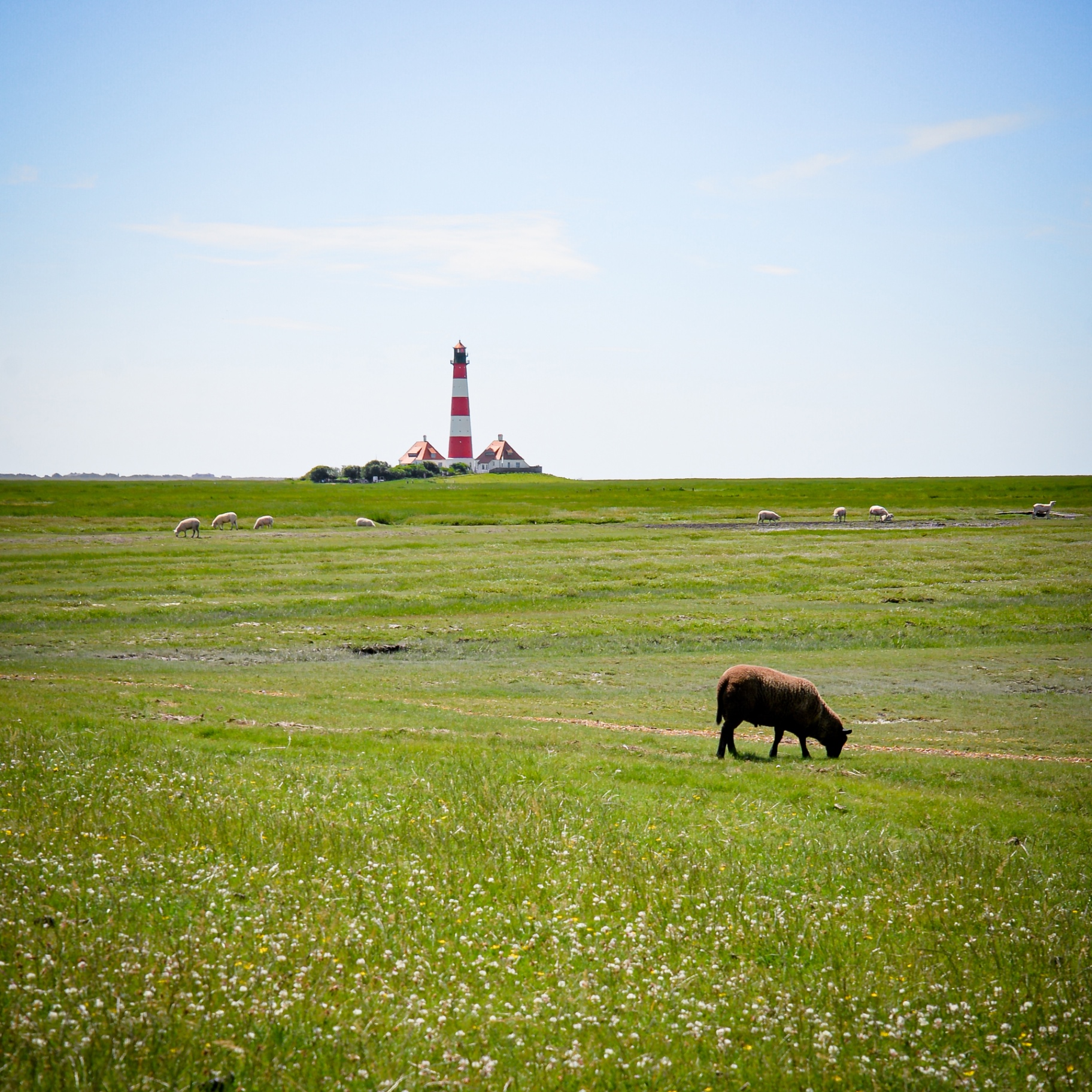 St. Peter-Ording auf Holz - Schwarzes Schaf vor Westerhever