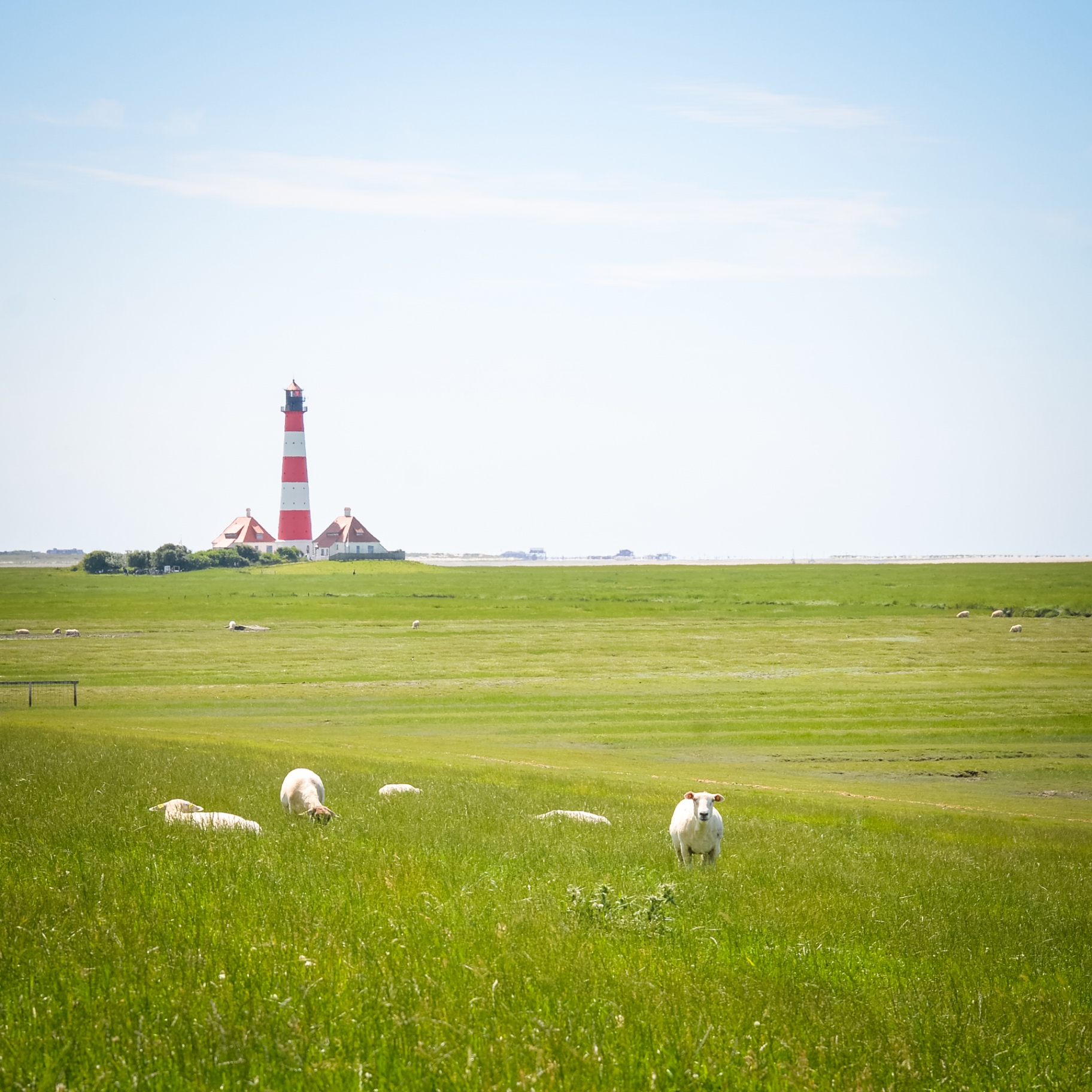 St. Peter-Ording auf Holz - Leuchtturm Westerhever mit Schafen