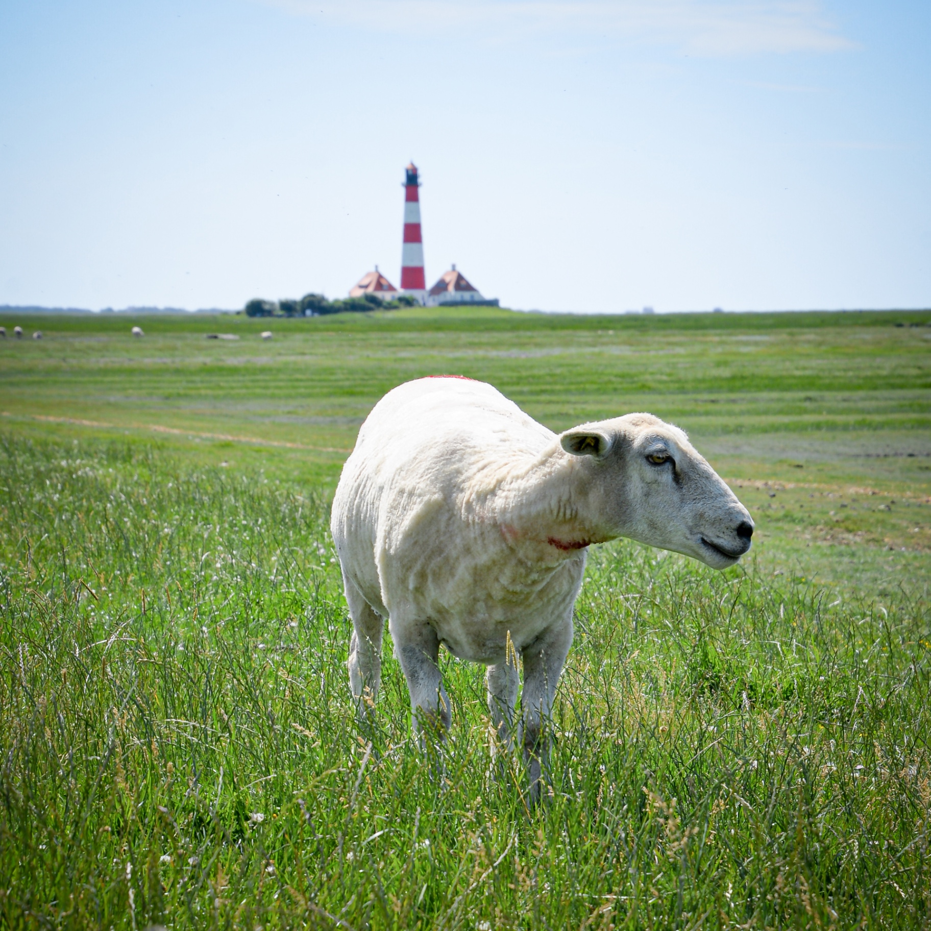 St. Peter-Ording auf Holz - Schaf vor Leuchtturm Westerhever