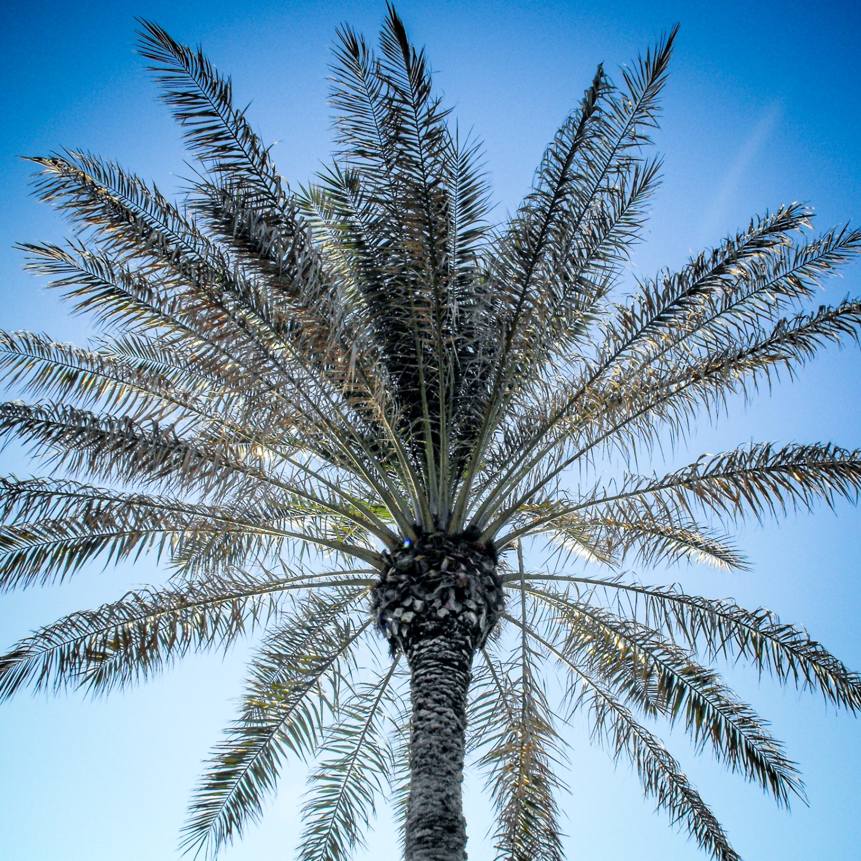 Welt auf Holz - Palme