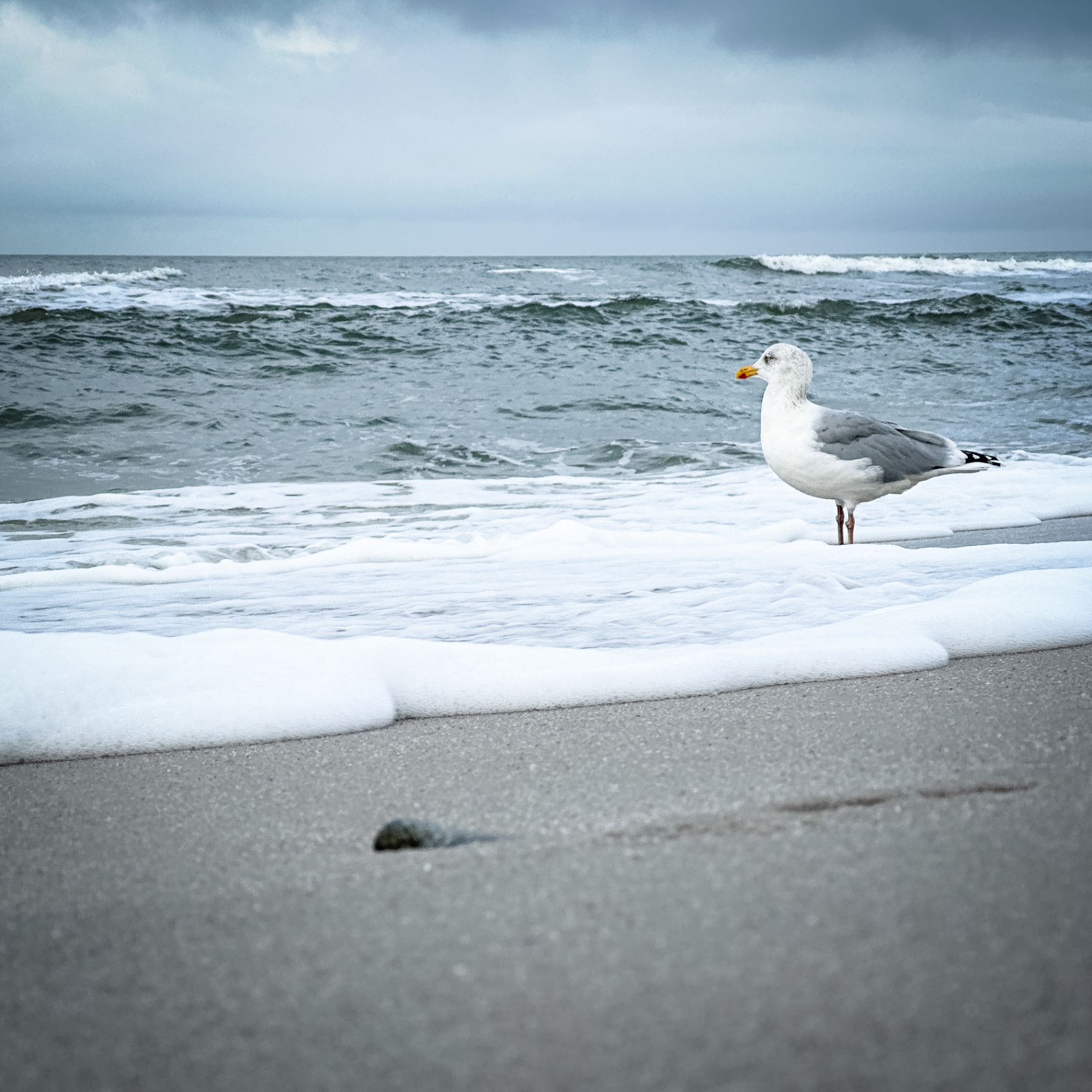 Sylt auf Holz - Möwe am Strand