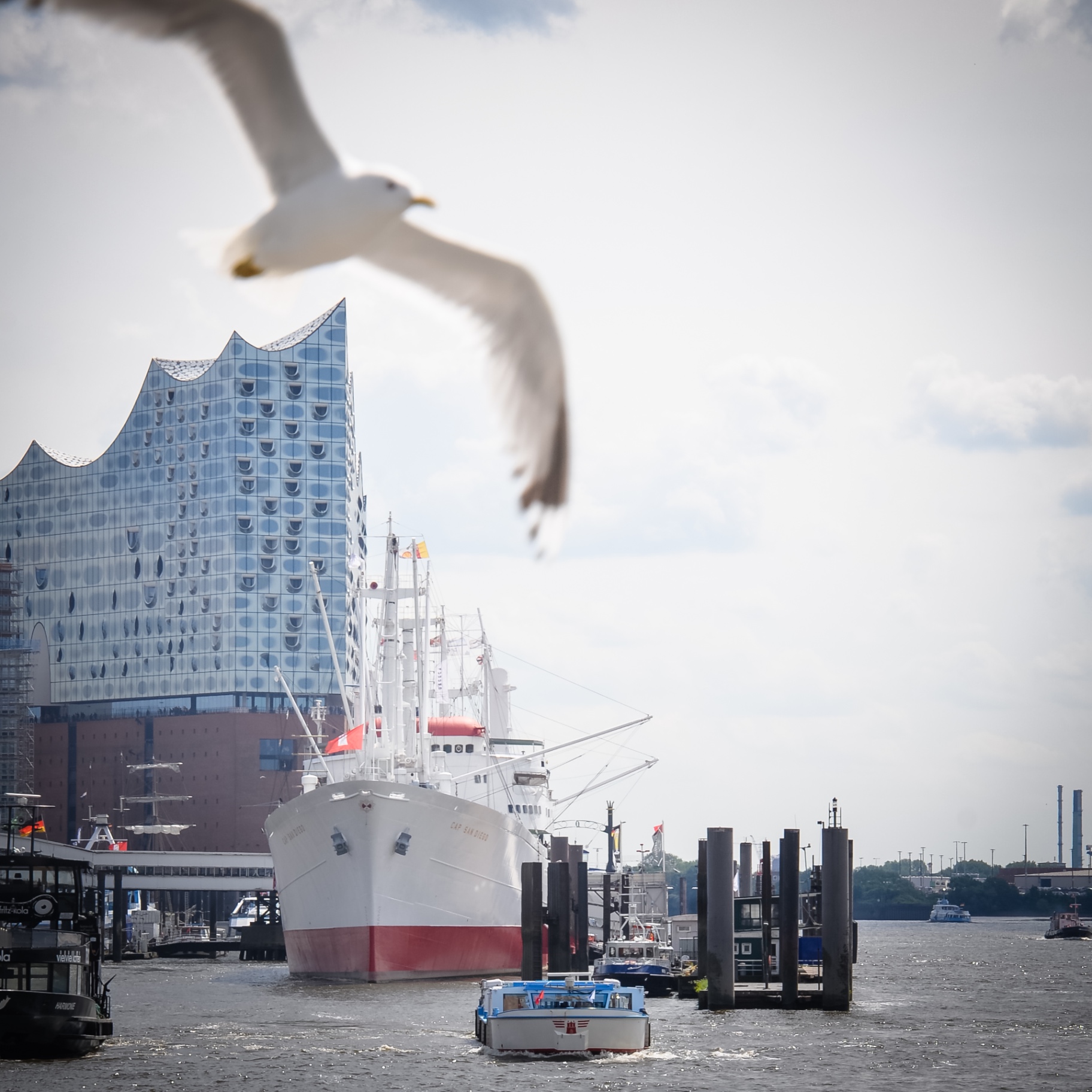 Hamburg auf Holz - Möwe & Elbphilharmonie