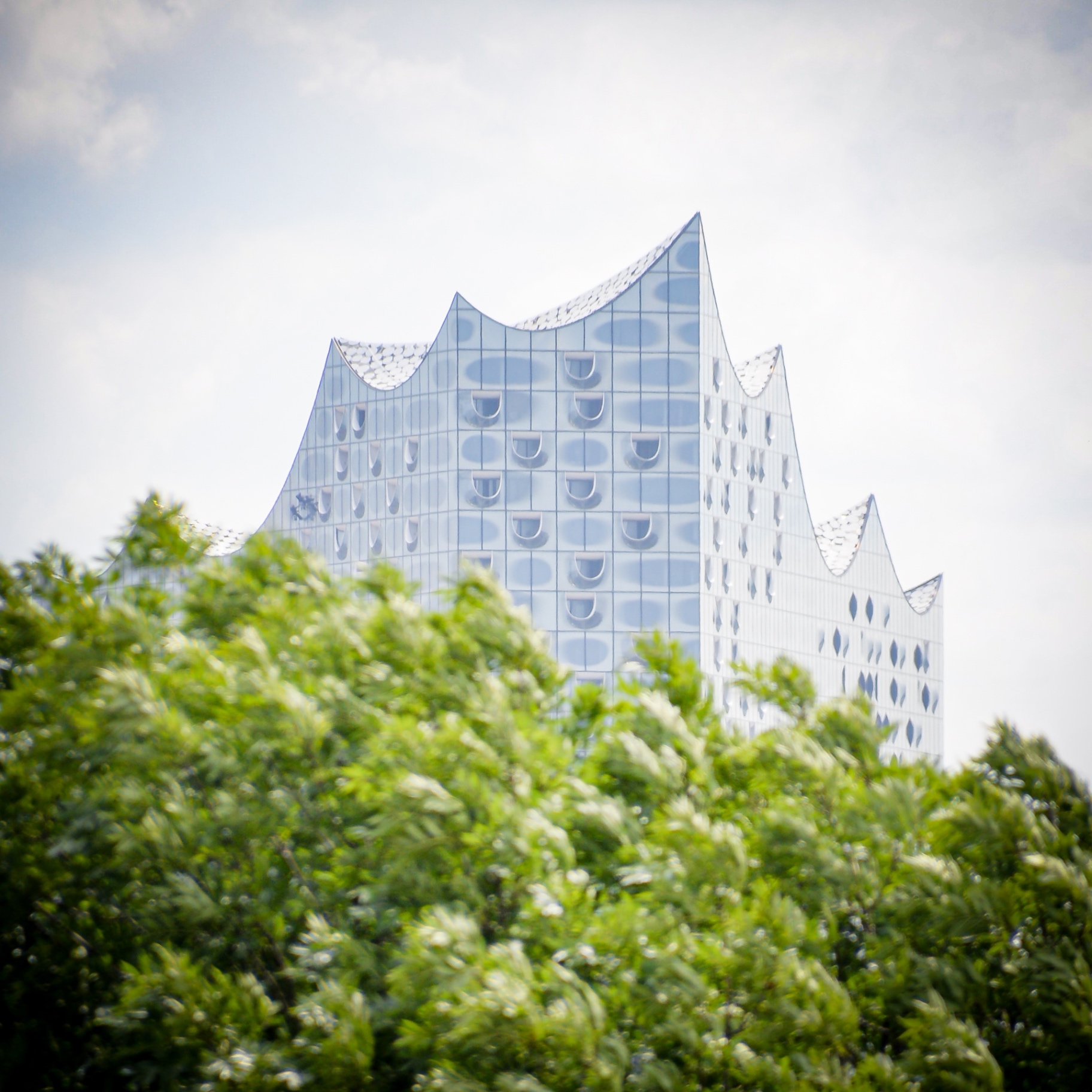 Hamburg auf Holz - Elbphilharmonie über Bäumen