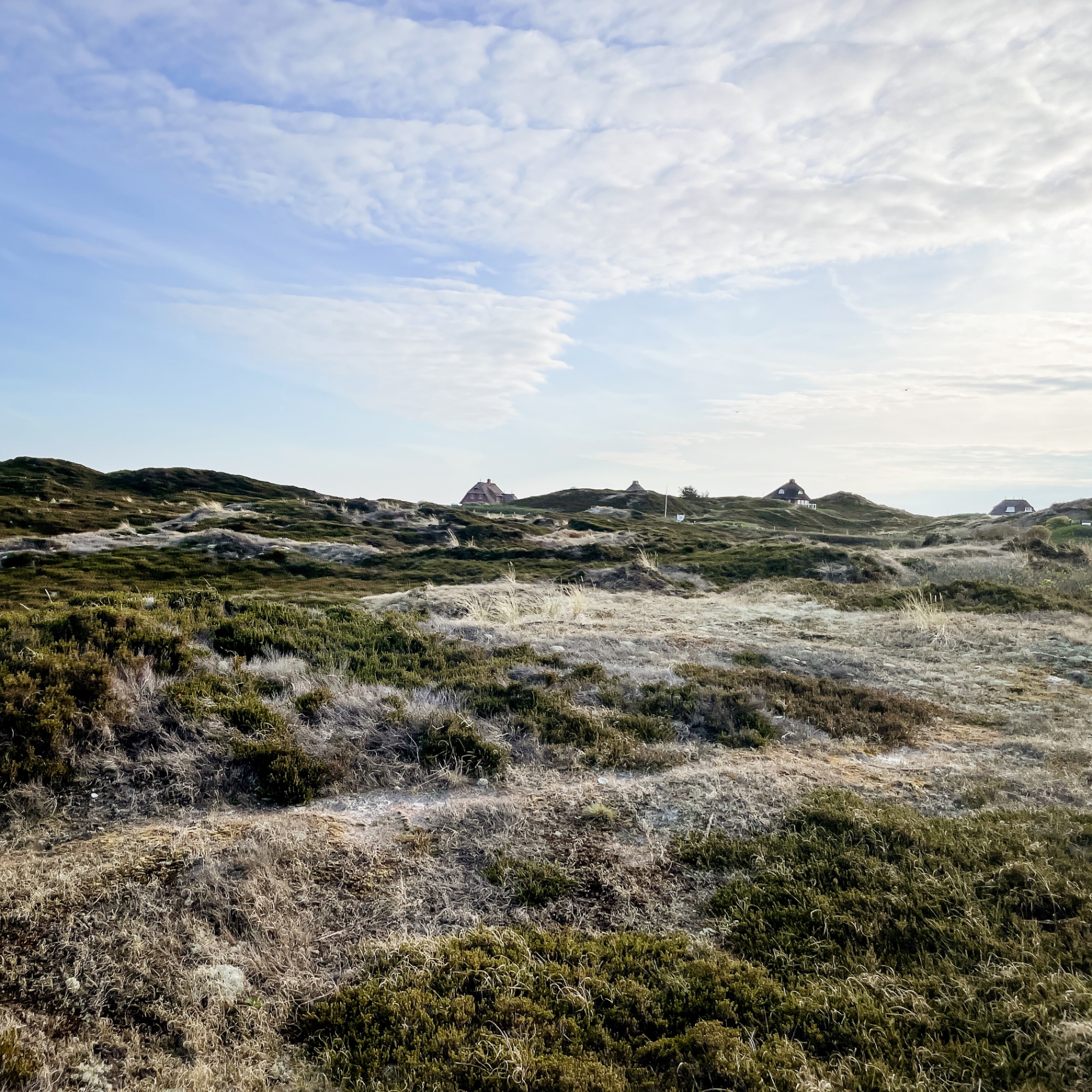 Sylt auf Holz - Dünenlandschaft mit Reetdachhäusern
